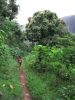 Maunawili Demonstration Trail Waimanalo side